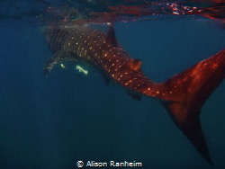 Near Isla Contoy, Yucatan Peninsula.  This Whale Shark wa... by Alison Ranheim 